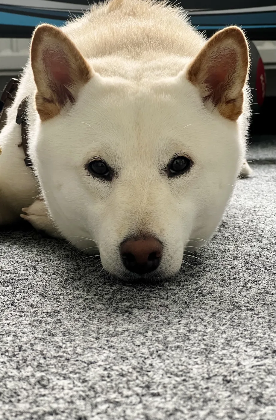Yuki